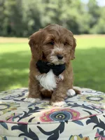 F1B Liam, a male Cavapoo for sale in Mayfield, KY – 6 of 10