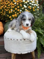 F1 Vanessa, a female Bernedoodle for sale in Mayfield, KY – 5 of 10