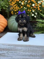 F1 Sally, a female Cavapoo for sale in Mayfield, KY – 8 of 10