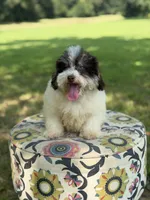 Uncle Sam , a male Miniature Bernedoodle for sale in Mayfield, KY – 5 of 10