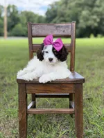 F1 Angel , a female Cavapoo for sale in Mayfield, KY – 7 of 10