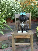 Tally, a female Shihpoo for sale in Mayfield, KY – 10 of 10