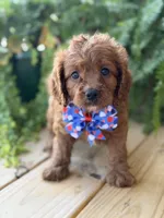 F1 Clark, a male Cavapoo for sale in Mayfield, KY – 6 of 10