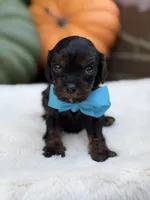 Blue bow, a male Cavapoo for sale in Mayfield, KY – 7 of 10