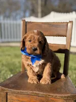 Emery, a male Cavapoo for sale in Mayfield, KY – Photo 3 of 7