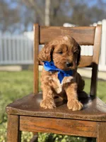 Emery, a male Cavapoo for sale in Mayfield, KY – Photo 6 of 7