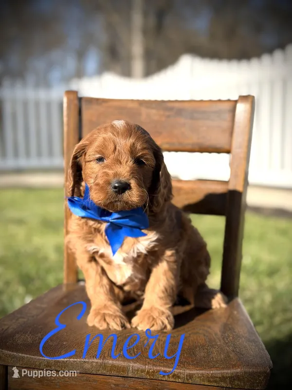 Emery – Cavapoo puppy for sale in Mayfield, KY