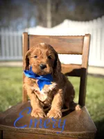 Emery, a male Cavapoo for sale in Mayfield, KY – Photo 1 of 7