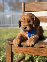 Emery, a male Cavapoo for sale in Mayfield, KY – Photo 7 of 7