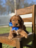 Emery, a male Cavapoo for sale in Mayfield, KY – Photo 2 of 7