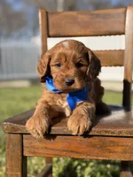 Emery, a male Cavapoo for sale in Mayfield, KY – Photo 5 of 7