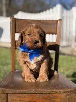 Emery, a male Cavapoo for sale in Mayfield, KY – Photo 4 of 7