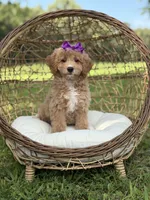 Barbie, a female Miniature Goldendoodle for sale in Mayfield, KY – 10 of 10