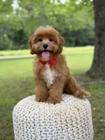 Edison, a male Cavapoo for sale in Mayfield, KY – 6 of 10