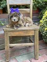 Tinsley, a female Shihpoo for sale in Mayfield, KY – 5 of 10