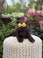 Amelia, a female Cavapoo for sale in Mayfield, KY – 4 of 8