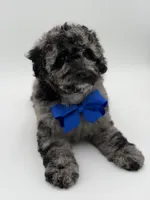 F1BB Dallas, a male Miniature Bernedoodle for sale in Mayfield, KY – Photo 7 of 9