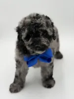 F1BB Dallas, a male Miniature Bernedoodle for sale in Mayfield, KY – Photo 2 of 9