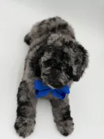 F1BB Dallas, a male Miniature Bernedoodle for sale in Mayfield, KY – Photo 9 of 9