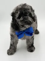 F1BB Dallas, a male Miniature Bernedoodle for sale in Mayfield, KY – Photo 3 of 9