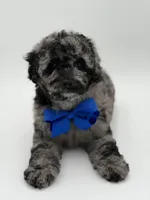 F1BB Dallas, a male Miniature Bernedoodle for sale in Mayfield, KY – Photo 4 of 9