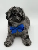 F1BB Dallas, a male Miniature Bernedoodle for sale in Mayfield, KY – Photo 8 of 9