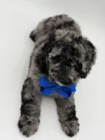 F1BB Dallas, a male Miniature Bernedoodle for sale in Mayfield, KY – Photo 6 of 9