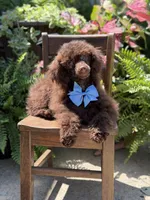 AKC Higgins, a male Poodle - Miniature  for sale in Mayfield, KY – 6 of 10