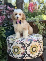 F1B Laken, a male Cavapoo for sale in Mayfield, KY – 4 of 10