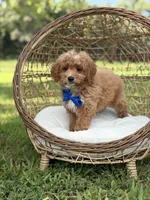 Bentley, a male Miniature Goldendoodle for sale in Mayfield, KY – 3 of 10