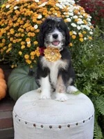 F1 Victoria, a female Bernedoodle for sale in Mayfield, KY – 10 of 10