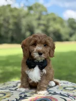 F1B Liam, a male Cavapoo for sale in Mayfield, KY – 2 of 10