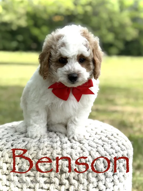 Benson – Miniature Goldendoodle puppy for sale in Mayfield, KY