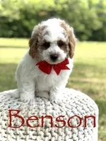 Benson, a male Miniature Goldendoodle for sale in Mayfield, KY – 1 of 10