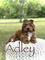 Adley, a female Miniature Goldendoodle for sale in Mayfield, KY – 1 of 10