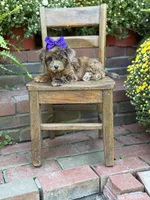 Tinsley, a female Shihpoo for sale in Mayfield, KY – 8 of 10