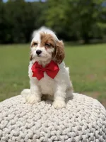 Denim, a male Cavapoo for sale in Mayfield, KY – 4 of 6