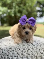 Ivy, a female Maltipoo for sale in Mayfield, KY – 3 of 8