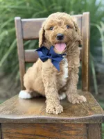 Blaze, a male Miniature Goldendoodle for sale in Mayfield, KY – 4 of 5