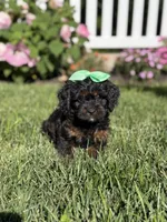 F1 Abby, a female Cavapoo for sale in Mayfield, KY – 5 of 6