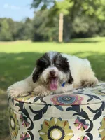 Uncle Sam , a male Miniature Bernedoodle for sale in Mayfield, KY – 10 of 10