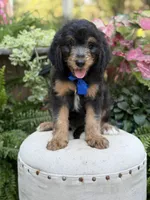 F1B Braxton, a male Bernedoodle for sale in Mayfield, KY – 8 of 10