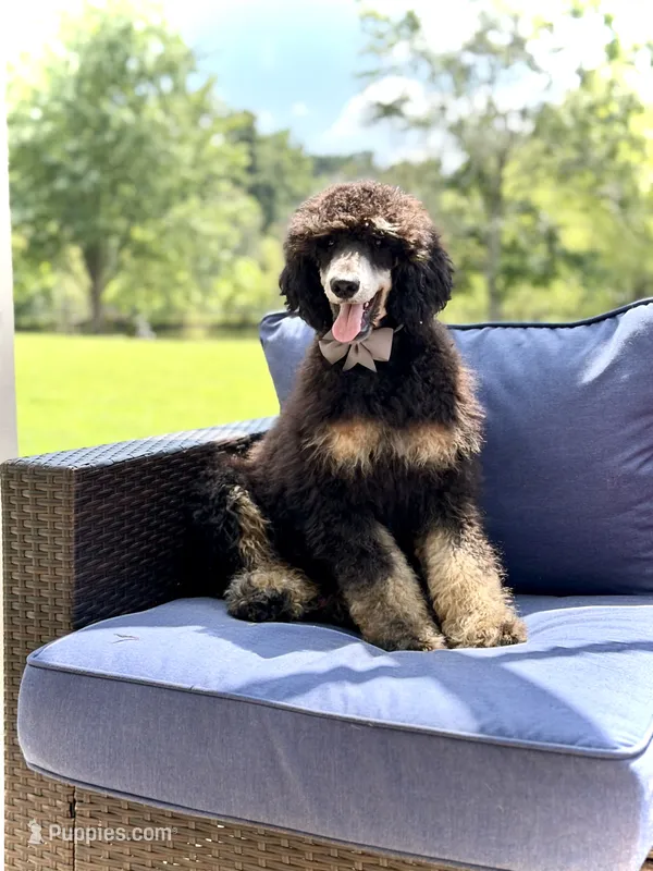 AKC Wally – Poodle - Multi-Colored Standard puppy for sale in Mayfield, KY
