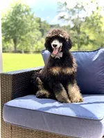 AKC Wally, a male Poodle - Multi-Colored Standard for sale in Mayfield, KY – 1 of 10