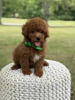 Andy, a male Miniature Goldendoodle for sale in Mayfield, KY – 4 of 9