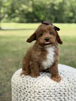 Adley, a female Miniature Goldendoodle for sale in Mayfield, KY – 2 of 10
