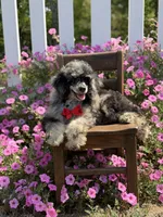 AKC Porter, a male Poodle - Toy  for sale in Mayfield, KY – 2 of 10