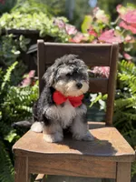 F1B Tucker, a male Maltipoo for sale in Mayfield, KY – 3 of 10