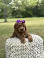 Blanche, a female Miniature Goldendoodle for sale in Mayfield, KY – 8 of 10