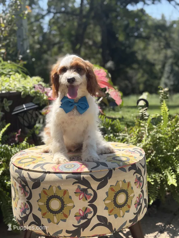 Denim – Cavapoo puppy for sale in Mayfield, KY